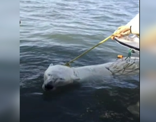POLAR BEAR IN WATER_1443437671037.png