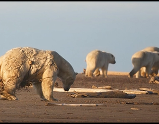 POLAR BEAR TRAPPED IN NET_1443437671484.png