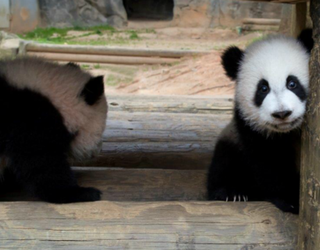 Panda twins_1490626330462.PNG