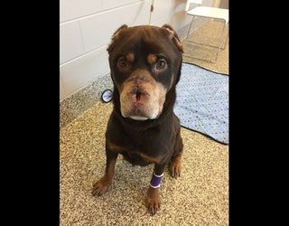 ROTTWEILER MAIMED NEW PICS 2_1486761734634-65880.JPG