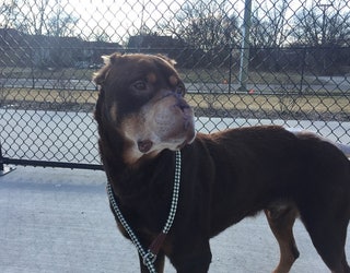 ROTTWEILER MAIMED NEW PICS_1486761734671-65880.JPG