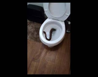 Nightmare fuel: Man takes on 5-foot Texas rat snake found in toilet