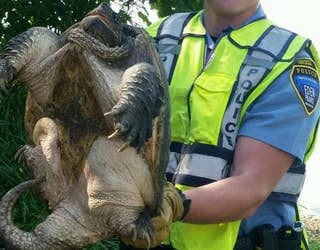 Spencer-turtle_1469633990056-409162.jpg