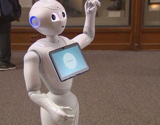 Humanoid Pepper robots helping answer questions interacting