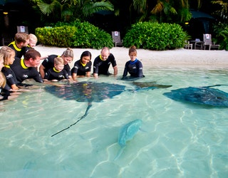 Stingray Feed_1499961201309-402429.jpg