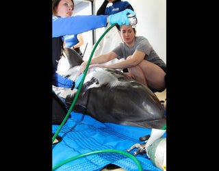 Stranded dolphin 3_1442866779612-401385.jpg