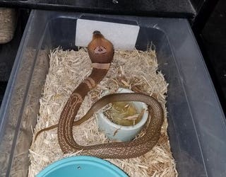 Suphan cobra_1489507824358-402429.jpg