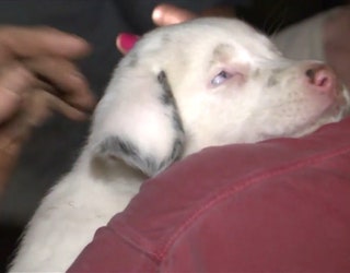 UPDATE__TOFFEE_THE_PUPPY_SAVED_FROM_HOLE__VO_SOTS___TOFFEEOUTSOTS.mp4.00_02_52_27.Still002_1530364470355.jpg