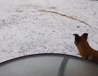 V DOG FIRST SNOW 5P_00.00.37.22_1512770226437.png