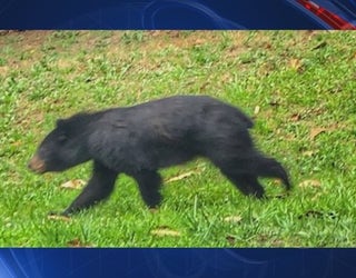 V DULUTH BEAR SIGHTING _00.00.43.02_1561686379719.png.jpg