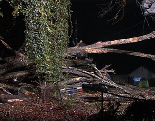 V WESTCHESTER BLVD TREE DOWN 430A_00.00.26.23_1483444490455.png
