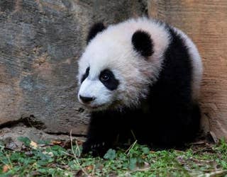 Xi Lun_Zoo Atlanta_1490626265307.jpg