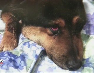 Rescued_dog_put_down_2_20160415222949