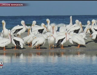 White_pelicans_arrive_in_big_numbers_2_20181127222124-401385