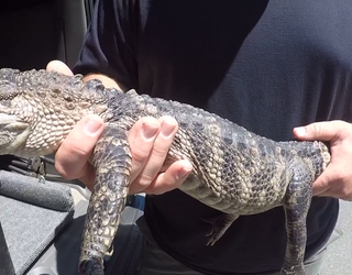 P ALLIGATORS IN GEORGIA 5P _00.00.04.18_1466131398563.png