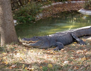 Alligator_1468445515110-401385