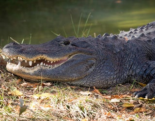 Alligator_1468445514807-401385