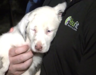 UPDATE__TOFFEE_THE_PUPPY_SAVED_FROM_HOLE__VO_SOTS___TOFFEEOUTSOTS.mp4.00_02_41_05.Still001_1530364320367.jpg