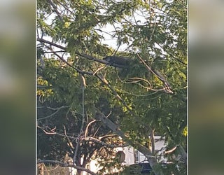 gator in a tree2_1467831723334-401385.jpg