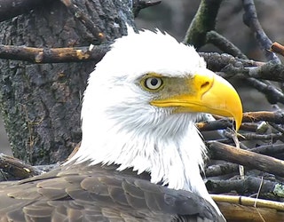 bald eagle2_1455650845998-407693.jpg