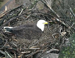 bald eagle_1455650846228-407693.jpg