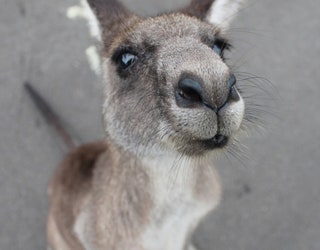 Kangaroo_1526391341308.jpg
