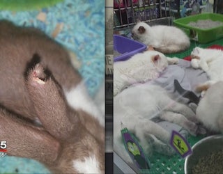 Petland_Sues_Protester_2_20151121011708