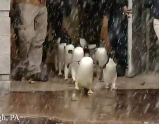 Adorable_penguinparade_at_Pittsburgh_Zoo_1_20181207184009-401385