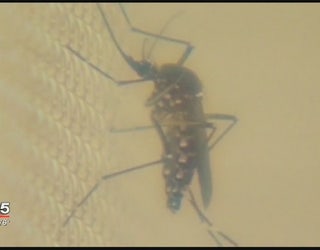 Zika_virus_0_20160516223423
