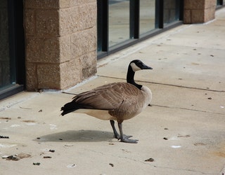 goose needs help DSC_0003_1488325332988.JPG
