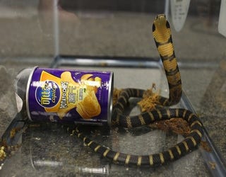 cobra smuggling - cobra and chips_1501039182819-407068.jpg
