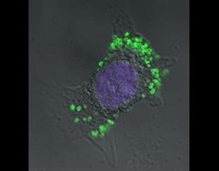 colorful gonorrhea_1560978636247.jpg.jpg