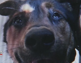 Rescued_dog_put_down_0_20160415222952