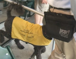 V GUIDE DOG PUPPY CLASS 5P _00.00.53.00_1556142644487.png.jpg