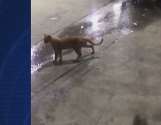 Police Man Arrested For Kicking Cat In Viral Video