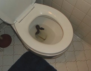 S HOMEOWNER FINDS SNAKE IN TOILET_00.00.05.01_1532266666161.png.jpg