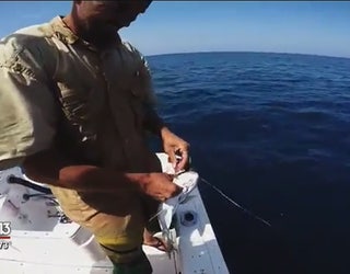 Monster_grouper_caught_by_St__Pete_man_0_20160422025030-401385