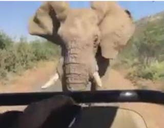 elephant1_1464890602389.JPG
