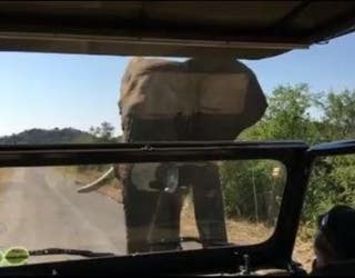 elephant_1464890589263.JPG