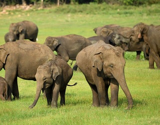 elephants-getty-wnyw-5-6-19_1557145057581-402970.jpg