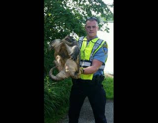 eppd-turtle-full_1469633990898-409162.jpg