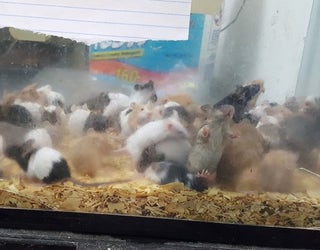 Cleburne small animal seizure2_1544206126927.PNG-409650.jpg