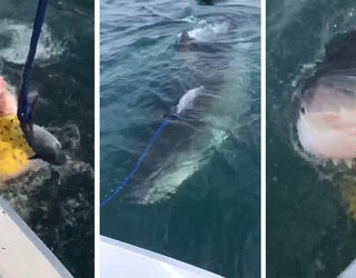 great white encounter 2_1560945526559.jpg-401385.jpg