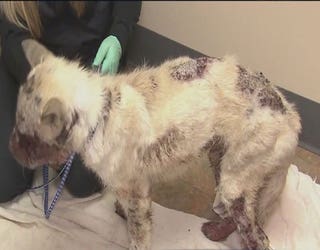 mandi-dog-abused_1459393095290-65880.jpg