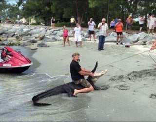 gator1_1443474908511-401385.jpg