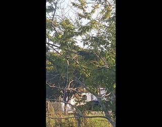 gator in a tree_1467831723083-401385.jpg