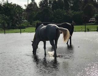 horse pen flooded_1505170451473-402429.jpg