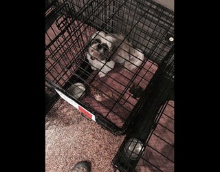 Dog in crate