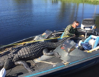 large-alligator-moody_1477529472519-402429.jpg