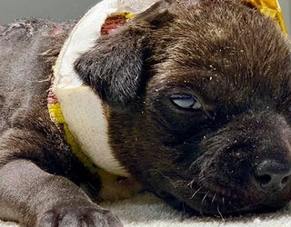 puppy edit for web_1557578165626.png-402429.jpg